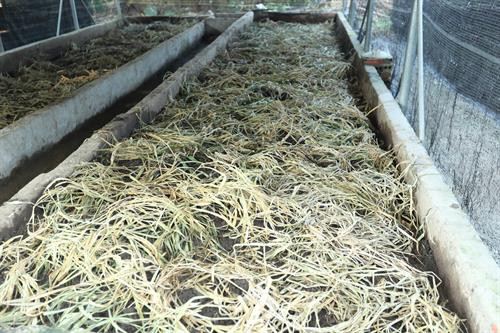 Mô hình nuôi giun quế tại Trang trại Hoa Viên. Ảnh: Hoàng Hà Giun quế có thể dùng làm thức ăn bổ dưỡng cho gia súc, gia cầm; phân của trùn quế được xem là nguồn phân sạch, làm phân bón rất tốt cho cây trồng… Ảnh: Hoàng Hà Trang trại Hoa Viên hiện có nhiều loại rau như: rau ngót, rau cải các loại, hoa thiên lý, rau muống, rau lang, rau dền, mướp hương, bầu bí, su hào... Ảnh: Hoàng Hà