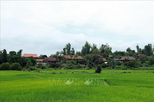 Cánh đồng rộng lớn tại xã Mường Phăng. Ảnh: Phan Tuấn Anh - TTXVN Cánh đồng rộng lớn tại xã Mường Phăng. Ảnh: Phan Tuấn Anh - TTXVN