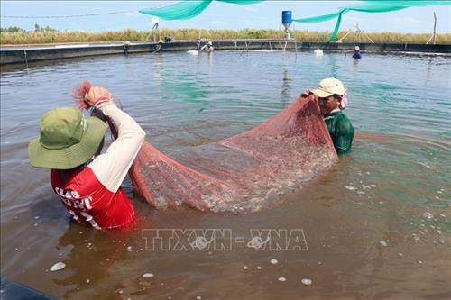 Huyện An Minh phát triển nuôi tôm thẻ chân trắng trên ao lót bạt. Ảnh: Lê Huy Hải - TTXVN Huyện An Minh phát triển nuôi tôm thẻ chân trắng trên ao lót bạt. Ảnh: Lê Huy Hải - TTXVN