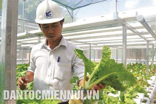 Nhiều tổ chức, cá nhân đầu tư trồng rau theo phương pháp thủy canh, tạo ra các sản phẩm nông nghiệp sạch. Ảnh: Hồng Điệp Gia Lai chủ trương chuyển đổi nhiều diện tích cây công nghiệp kém hiệu quả sang trồng cây ăn tráiỨng dụng khoa học - kỹ thuật tiên tiến giúp người trồng hoa ở Gia Lai cải thiện thu nhập và làm giàu. Ảnh: Hồng Điệp Nhiều hộ đồng bào dân tộc đã cùng nhau liên kết đầu tư trồng tiêu sạch, vừa duy trì được vườn cây vừa nâng cao chuỗi giá trị nhờ bán được tiêu với giá cao. Ảnh: Hồng Điệp