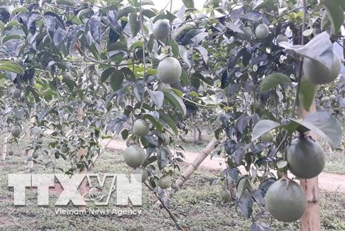 Sản phẩm quả chanh leo xuất khẩu của tỉnh Sơn La. Ảnh: Phạm Cường - TTXVN Sản phẩm quả chanh leo xuất khẩu của tỉnh Sơn La. Ảnh: Phạm Cường - TTXVN