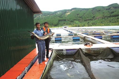 Mô hình nuôi cá bè đã giúp nhiều hộ đồng bào trong huyện có thu nhập cao.