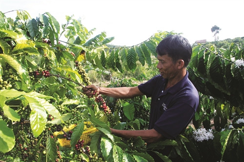 Nhân rộng mô hình sản xuất cà phê bền vững gắn với xây dựng và quảng bá thương hiệu cà phê Di Linh.
