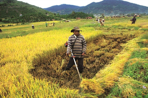 Để đảm bảo lương thực tại chỗ, huyện đã hỗ trợ đồng bào khai hoang mở rộng diện tíchtrồng lúa nước.