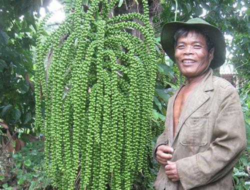 Cây của “Giàng” trên miền biên viễn ảnh 1 Cây của “Giàng” trên miền biên viễn ảnh 1