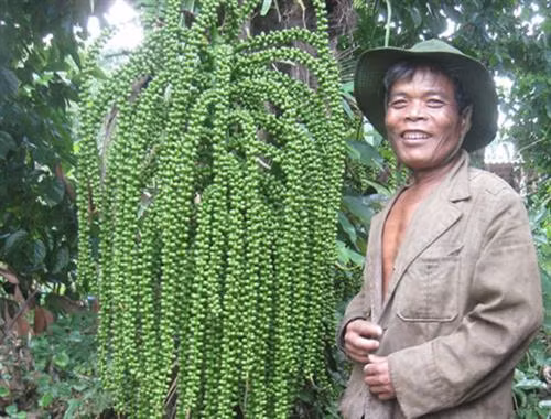 Cây của “Giàng” trên miền biên viễn ảnh 1