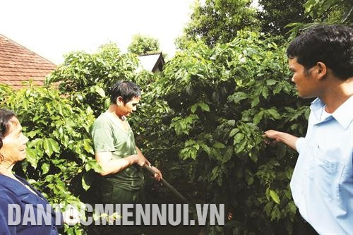 Cán bộ nông nghiệp xã Đăk Choong, huyện Đăk Glei hướng dẫn đồng bào phương pháp chăm sóc cây cà phê. Ảnh: An Thành Đạt - TTXVN