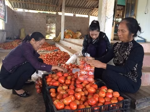 Bà Nguyễn Thị Luyến cùng các hội viên đóng gói sản phẩm đưa đi tiêu thụ tại các siêu thị ở Hà Nội. Ảnh: internet
