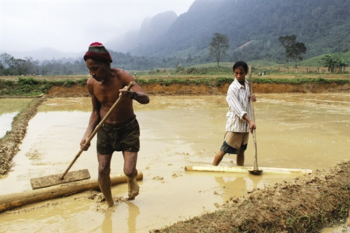 Đồng bào Rục đã biết làm ruộng, trồng lúa nước