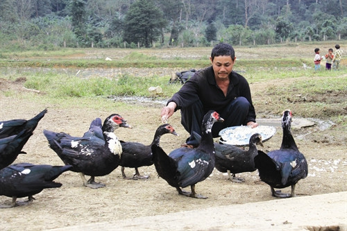 Nhiều hộ ở bản Ón chăn nuôi gia cầm tăng thu nhập