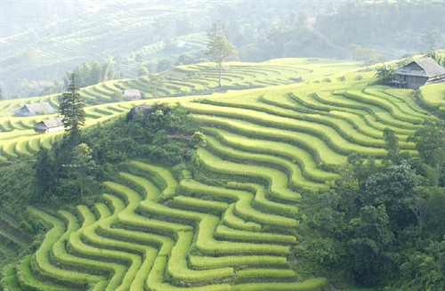 Ruộng bậc thang ở Hà Giang - một trong những nơi có đông đồng bào Mông sinh sống