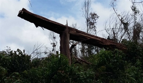 Các ngành chức năng ở Đắk Nông cần xử lý nghiêm những trường hợp tàn phá rừng tự nhiên để lấy đất canh tác nông nghiệp Các ngành chức năng ở Đắk Nông cần xử lý nghiêm những trường hợp tàn phá rừng tự nhiên để lấy đất canh tác nông nghiệp