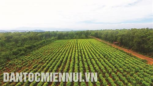 Toàn vùng Tây Nguyên hiện có 577.000 ha cà phê, sản lượng 1,4 triệu tấn/năm, chiếm 94% sản lượng cả nước. Ảnh: Phạm Cường