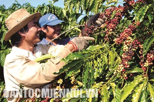Cà phê là một trong 5 loại cây trồng được tỉnh Gia Lai lựa chọn phát triển cánh đồng lớn
