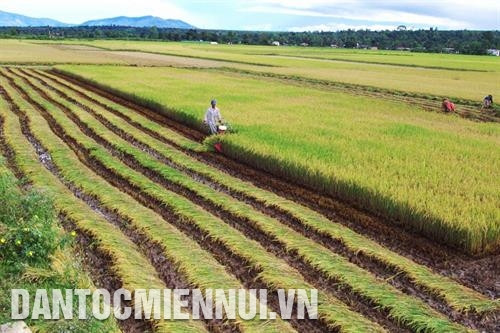 Gia Lai là tỉnh có điều kiện khí hậu, đất đai thuận lợi phát triển các loại cây trồng như: lúa, cà phê, hồ tiêu.