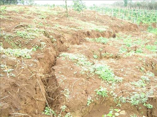 Đất canh tác của người dân gần hồ bùn đỏ số 2 Nhà máy Alumin Nhân Cơ bị sụt lún nghiêm trọng. Ảnh: TTXVN phát Đất canh tác của người dân gần hồ bùn đỏ số 2 Nhà máy Alumin Nhân Cơ bị sụt lún nghiêm trọng. Ảnh: TTXVN phát