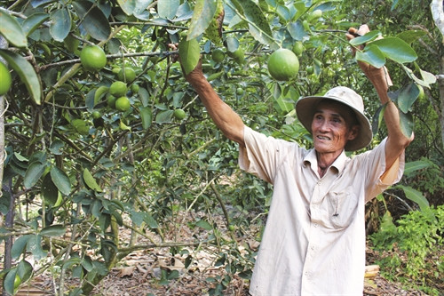 Nhờ chăm sóc theo hướng dẫn của cán bộ khuyến nông nên hơn 1 ha chanh không hạt của ông Phương Chí ở ấp kiết Thắng, xã Lâm kiết, huyện Thành Trị dù bị nhiễm mặn vẫn tươi tốt Nhờ chăm sóc theo hướng dẫn của cán bộ khuyến nông nên hơn 1 ha chanh không hạt của ông Phương Chí ở ấp kiết Thắng, xã Lâm kiết, huyện Thành Trị dù bị nhiễm mặn vẫn tươi tốt