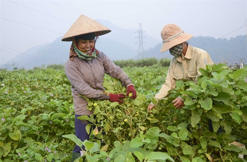 Nông dân Pom Lót thu hoạch cà pháo. Nông dân Pom Lót thu hoạch cà pháo.