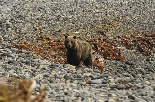 Một chú gấu nâu Kamchatka đang lang thang bên bờ biển.