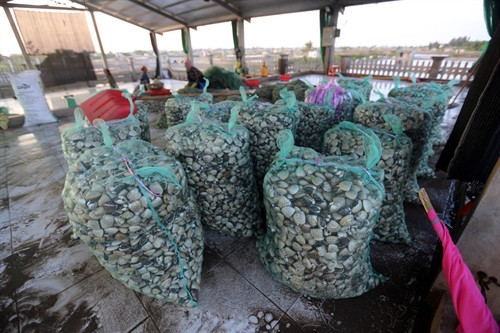 Một cơ sở thu mua và chế biến ngao tại huyện Tiền Hải. Một cơ sở thu mua và chế biến ngao tại huyện Tiền Hải.