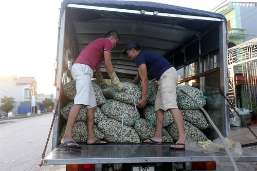 Vận chuyển ngao đến cơ sở thu mua Vận chuyển ngao đến cơ sở thu mua