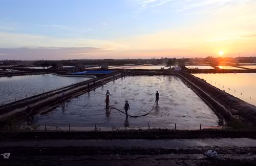 Diện tích nuôi ngao ở huyện Tiền Hải. Diện tích nuôi ngao ở huyện Tiền Hải.