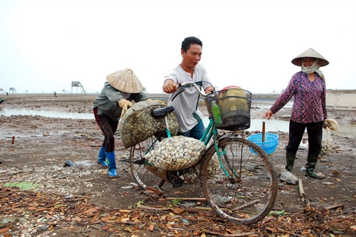 Thu hoạch ngao tại xã Đông Minh, huyện Tiền Hải Thu hoạch ngao tại xã Đông Minh, huyện Tiền Hải