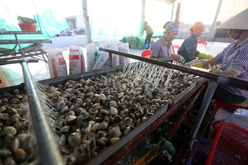 Một cơ sở thu mua và chế biến ngao tại huyện Tiền Hải. Một cơ sở thu mua và chế biến ngao tại huyện Tiền Hải.