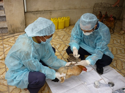 Lấy mẫu kiểm tra hiệu giá kháng thể sau tiêm phòng