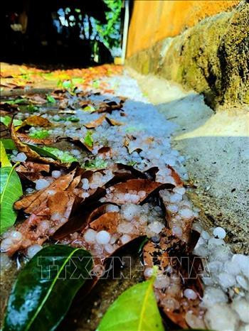 Những hạt mưa đá to với đường kính khoảng 1cm. Ảnh: TTXVN phát Những hạt mưa đá to với đường kính khoảng 1cm. Ảnh: TTXVN phát