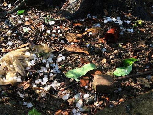 Những hạt mưa đá to với đường kính khoảng 1cm gây ra những thiệt hại về hoa màu. Ảnh: TTXVN phát Những hạt mưa đá to với đường kính khoảng 1cm gây ra những thiệt hại về hoa màu. Ảnh: TTXVN phát