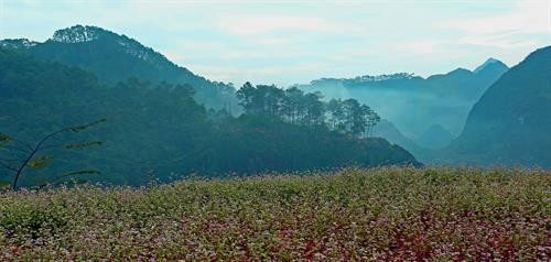 Hoa Tam giác mạch nở rộ, tô điểm thêm vẻ đẹp của vùng cao nguyên đá Đồng Văn. Ảnh: Huy Hùng – TTXVN Hoa Tam giác mạch nở rộ, tô điểm thêm vẻ đẹp của vùng cao nguyên đá Đồng Văn. Ảnh: Huy Hùng – TTXVN