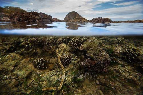 Cái tên Hòn Yến do trước kia nơi đây có rất nhiều chim yến về làm tổ và Hòn Yến mang vẻ đẹp mộc mạc, hoang sơ. Ảnh: Trọng Đạt - TTXVN Vẻ tuyệt đẹp của hệ sinh thái san hô tự nhiên tại Hòn Yến khi thủy triều rút. Ảnh: Trọng Đạt - TTXVN Trong khoảng thời gian thủy triều rút, rặng san hô lộ trên mặt nước với nhiều màu sắc và hình thù lạ mắt, tạo nên con đường san hô nối dài cách bờ khoảng 150m và đi thẳng tới Hòn Yến, thu hút rất đông du khách tò mò khám phá. Ảnh: Trọng Đạt - TTXVN Những lúc thủy triều xuống, chỉ cần lội bộ ra biển một đoạn là có thể ngắm nhìn và chạm được vào rặng san hô ở Hòn Yến rất dễ dàng. Ảnh: Trọng Đạt - TTXVN Các loại san hô đủ hình dáng, màu sắc có thể nhìn thấy dưới lớp nước mỏng. Ảnh: Trọng Đạt - TTXVN Nét hoang sơ của hệ sinh thái san hô tự nhiên tại địa danh Hòn Yến. Quần thể Hòn Yến được công nhận Di tích Danh thắng cấp quốc gia vào tháng 4/2018. Ảnh: Trọng Đạt - TTXVN Những lúc thủy triều xuống, chỉ cần lội bộ ra biển một đoạn là có thể ngắm nhìn và chạm được vào san hô dễ dàng. Tuy nhiên, vài năm trở lại đây, lượng khách du lịch tự phát đến tham quan quá lớn đã gây hư hại nhiều cho hệ sinh thái san hô biển cùng môi trường và cảnh quan. Ảnh: Trọng Đạt - TTXVN