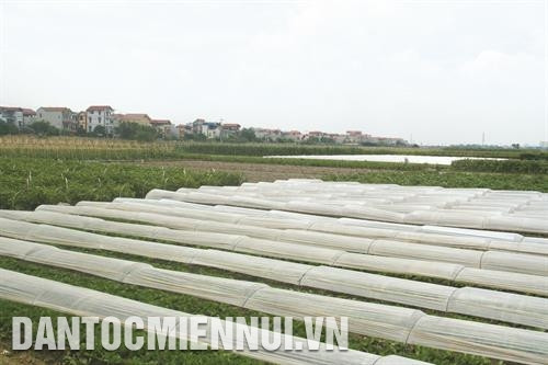 Mô hình sản xuất rau an toàn tại xã Tráng Việt đã mang lại hiệu quả kinh tế cao cho bà con nông dân