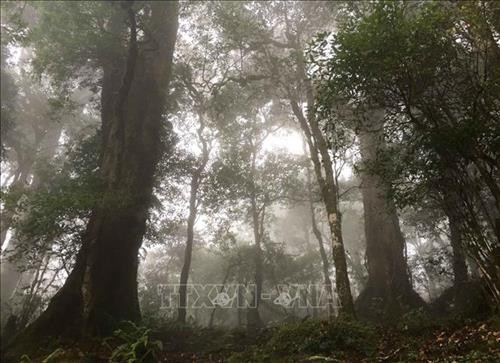 Vẻ đẹp hùng vĩ của rừng Tả Liên Sơn ảnh 6 Vẻ đẹp hùng vĩ của rừng Tả Liên Sơn ảnh 6