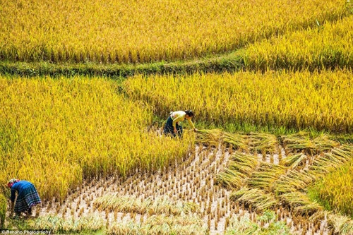 Vẻ đẹp nên thơ của Việt Nam qua ống kính nhiếp ảnh gia Pháp ảnh 9