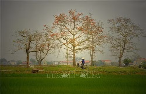 Hoa gạo nở rực tại huyện Yên Mô (Ninh Bình) Ảnh: Minh Đức - TTXVN