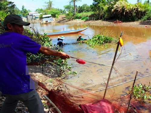 Người dân huyện Trần Văn Thời thu hoạch cá đồng trên sông. (Ảnh: Huỳnh Thế Anh/TTXVN) Người dân huyện Trần Văn Thời thu hoạch cá đồng trên sông. (Ảnh: Huỳnh Thế Anh/TTXVN)