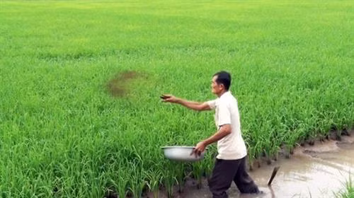 Nông dân Nguyễn Văn Thái bón phân hữu cơ cho lúa. Ảnh : travinh.tintuc.vn