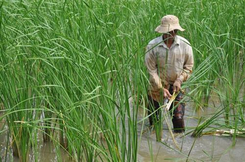 Ông Võ Văn Ba đang thu hoạch bồn bồn nước ngọt để kịp giao hàng cho thương lái. Ảnh: danviet.vn Ông Võ Văn Ba đang thu hoạch bồn bồn nước ngọt để kịp giao hàng cho thương lái. Ảnh: danviet.vn