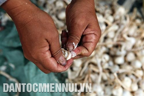 Tỏi Lý Sơn là loại tỏi quý, có mùi thơm dễ chịu, dịu ngọt, ít cay. Ảnh: Song Hùng Tỏi Lý Sơn là đặc sản để du khách mua về làm quà mỗi khi có dịp tới Quảng Ngãi. Ảnh: Song Hùng