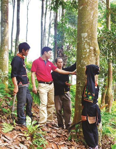 Cây quế được 6 - 7 năm tuổi, có thể bắt đầu khai thác vỏ