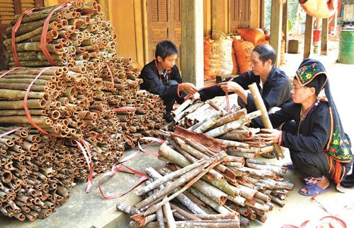 Kinh nghiệm trồng quế ảnh 1