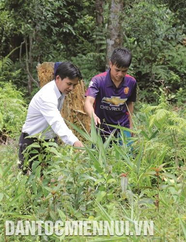 Cán bộ xã Tr’hy hướng dẫn anh Clâu Hiếu trồng ba kích, đẳng sâm. Hiện nhà anh Clâu Hiếu có 2,5 ha ba kích tím - loại cây đặc sản và có nhiều triển vọng phát triển, đem lại thu nhập ổn định cho đồng bào Cơ-tu ở huyện Tây Giang. Ảnh: Nam Sương