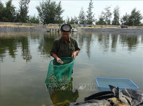 Mô hình nuôi ốc hương thu tiền tỷ của anh Phạm Văn Nghĩa (xã Quảng Xuân, huyện Quảng Trạch, Quảng Bình). Ảnh: Đức Thọ - TTXVN