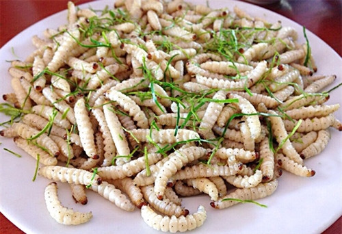 Từ tháng 12 đến 1 Dương lịch, người Thái tinh mắt sẽ nhìn ra cây tre bị đục lỗ (trong lỗ luôn có một lớp màng bảo vệ sâu bên trong) là cây tre bánh tẻ, đang mọc nhưng bị đứt đoạn, có cây phình to. Bên trong luôn chưa ít nhất 500 gr đến hơn 1 kg sâu trắng muốt.Sâu tre có thể hấp hoặc chao trên dầu nóng. Do món này rất ngậy và giàu đạm nên phải có thứ nước chấm đặc trưng đi kèm là nước măng chua. Món ăn này được chế biến khá đơn giản chỉ cần hấp hoặc rang, gần chín cho thêm lá chanh là khi ăn đã rất tuyệt.