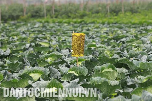 Bẫy bảo vệ bìa vàng thu hút côn trùng. Một phương pháp rất tốt để hạn chế việc sử dụng thuốc trừ sâu.