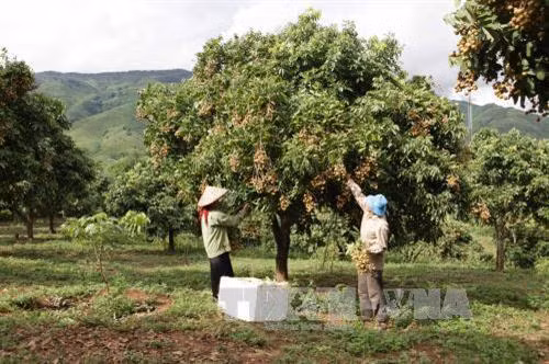 Người dân xã Nà Nghịu, huyện Sông Mã, tỉnh Sơn La thu hoạch nhãn. Ảnh: Lê Hữu Quyết - TTXVN