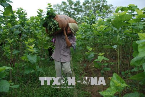 Người dân huyện Trấn Yên thu hoạch dâu. Ảnh: Việt Dũng - TTXVN