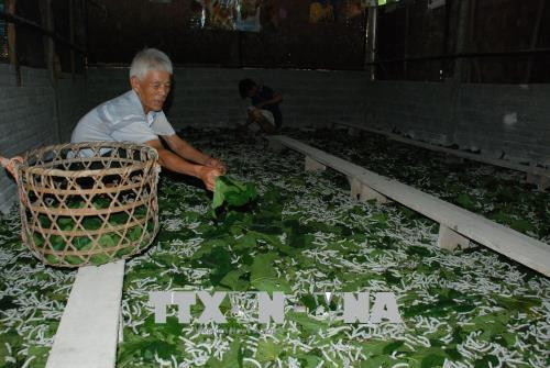 Sau hơn 10 năm khai thực hiện quy hoạch phát triển nghề trồng dâu nuôi tằm tại Trấn Yên, tỉnh Yên Bái, đến nay đã mang lại hiệu quả kinh tế cao cho người dân trong huyện. Ảnh: Việt Dũng - TTXVN